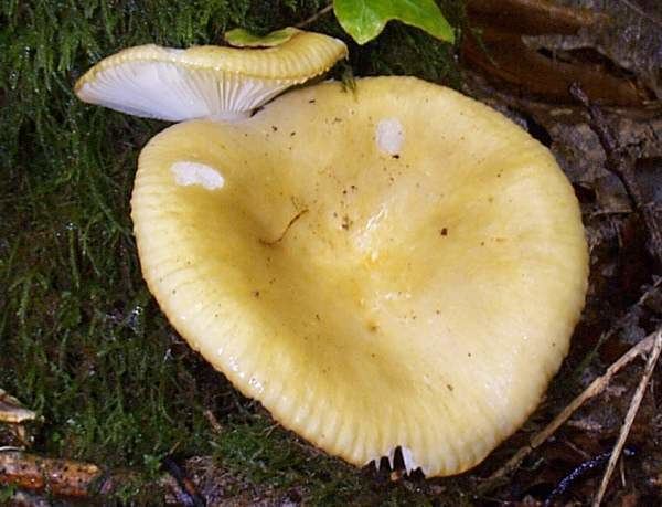Russula ochroleuca Russula ochroleuca Ochre Brittlegill mushroom