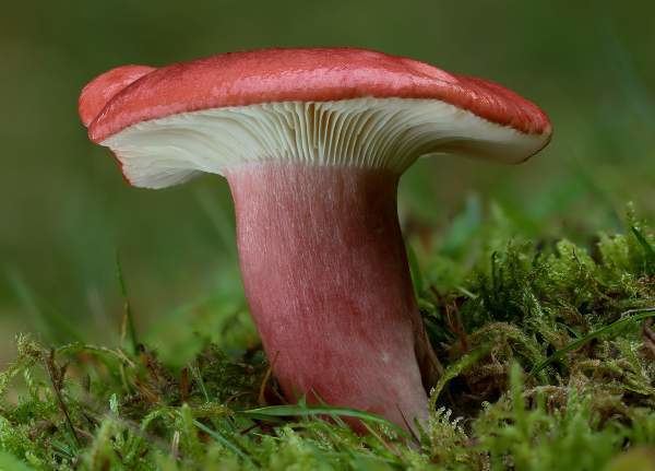 Russula sanguinaria Russula sanguinaria Bloody Brittlegill mushroom