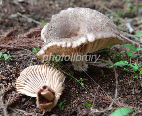 Russula subnigricans Deadly poison Russula subnigricans stock photo photolibrary