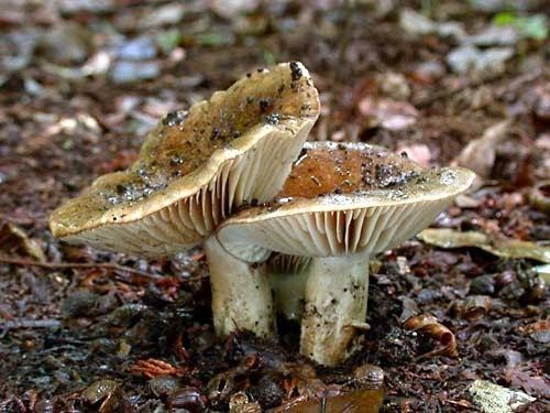 Russula subnigricans Japan It39s A Wonderful Rife Poisonous Japanese Mushrooms