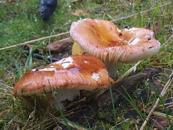 Russula vesca Russula vesca The Flirt brittlegill mushroom