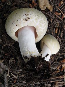 Russula virescens Russula virescens Wikipedia