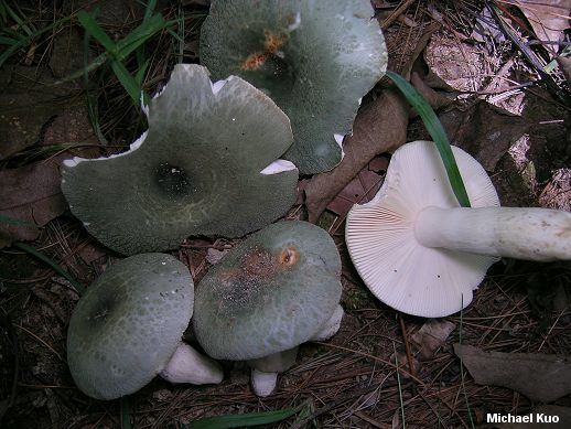 Russula virescens Russula virescens MushroomExpertCom