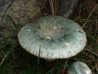 Russula virescens Russula virescens Schaeff Fr Discover Life