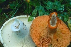 Russulales Russulales News Characteristics of the russuloid fungi