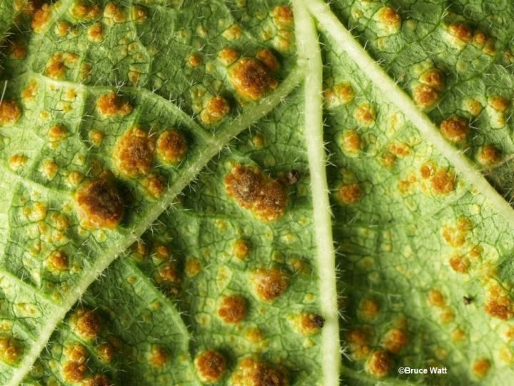 In Plant pathology, Green fiber leaf, with rust fungi in orange like eggs. Organisms that cause infectious disease include fungi.