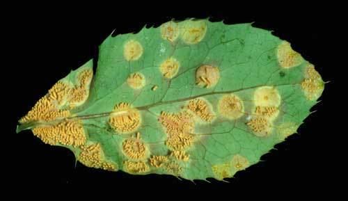 In Plant pathology, A  Barberry leaf, with aecia rust fungi in yellow like eggs. Organisms that cause infectious disease include fungi.