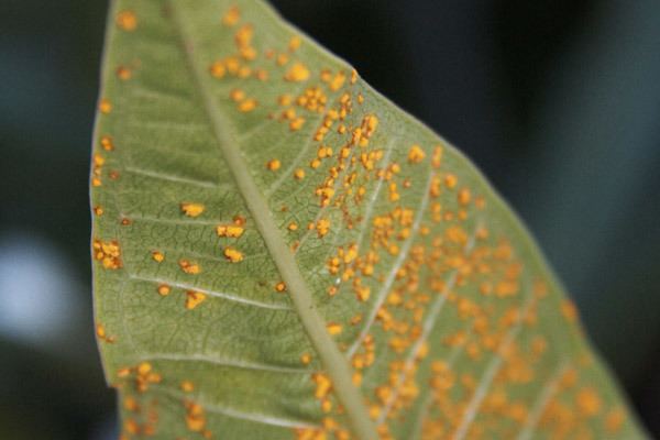 In Plant pathology, Frangipani leaf, with rust fungi in orange like eggs. Organisms that cause infectious disease include fungi.