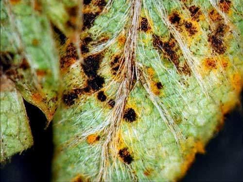 In Plant pathology, A  plant with Green leaves and white fiber patterns , with rust fungus in yellow and black dots. Organisms that cause infectious disease include fungi,