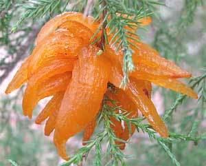 A Juniper with green shrubs and an orange flesh like flower pointed petals.