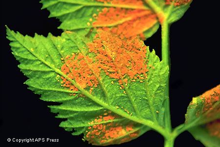 In Plant pathology, round pointed leaves with rust fungi in orange like eggs. Organisms that cause infectious disease include fungi.