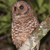 Rusty-barred owl Rustybarred Owl Strix hylophila Information Pictures Sounds