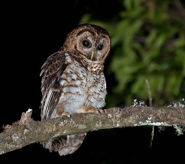 Rusty-barred owl httpsuploadwikimediaorgwikipediacommons33