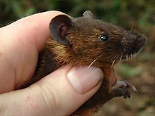 Rusty-bellied brush-furred rat httpsuploadwikimediaorgwikipediacommonsthu