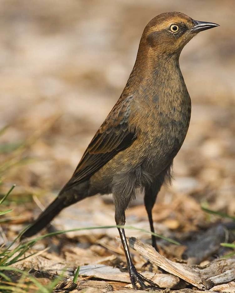 Rusty blackbird Rusty Blackbird Audubon Field Guide