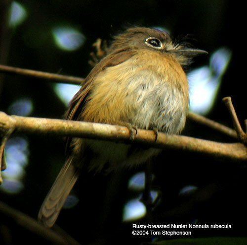 Rusty-breasted nunlet Mangoverde World Bird Guide Photo Page Rustybreasted Nunlet