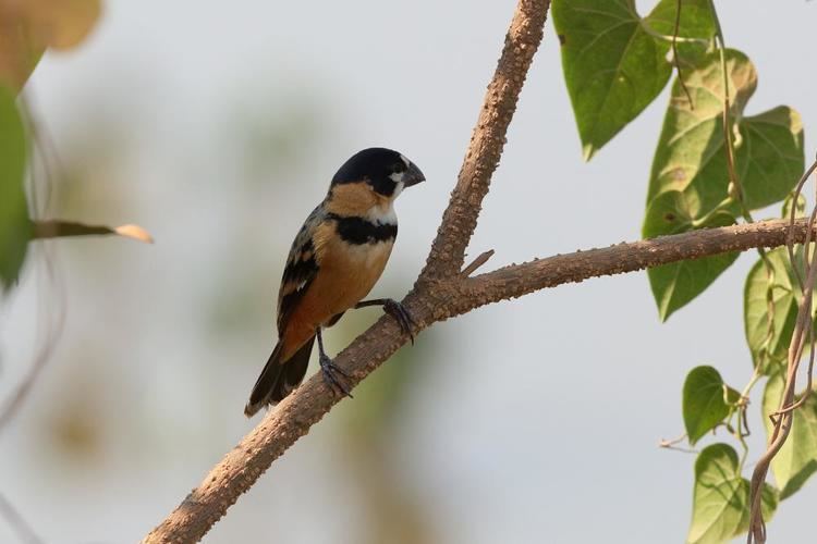 Rusty-collared seedeater Rustycollared Seedeater Sporophila collaris videos photos and