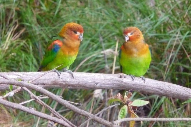 Rusty-faced parrot Reproductive behavior of the rustyfaced parrot Proaves