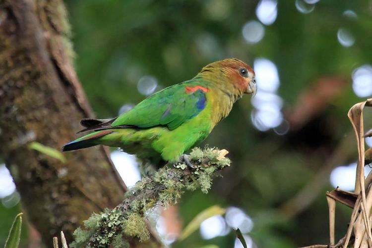 Rusty-faced parrot Rustyfaced Parrot Hapalopsittaca amazonina videos photos and