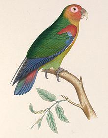 Rusty-faced parrot httpsuploadwikimediaorgwikipediacommonsthu
