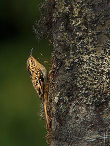 Rusty-flanked treecreeper httpsuploadwikimediaorgwikipediacommonsthu