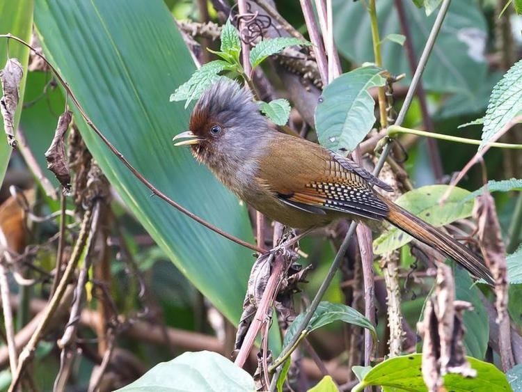 Rusty-fronted barwing Rustyfronted Barwing Actinodura egertoni videos photos and sound