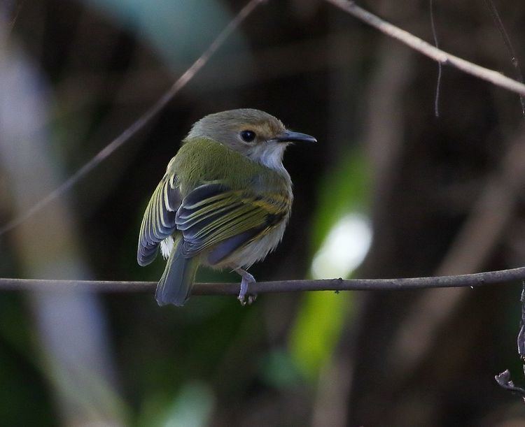 Rusty-fronted tody-flycatcher