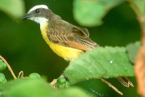 Rusty-margined flycatcher Mangoverde World Bird Guide Photo Page Rustymargined Flycatcher