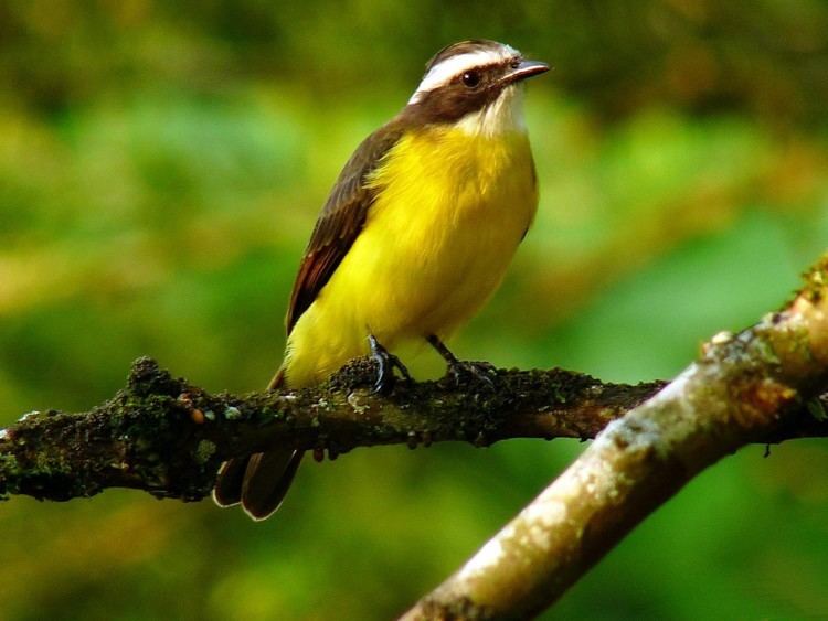 Rusty-margined flycatcher httpsuploadwikimediaorgwikipediacommonsaa