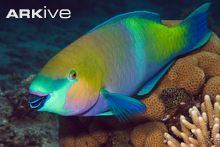 Rusty parrotfish cdn1arkiveorgmedia04041979136A184CBEAFA99