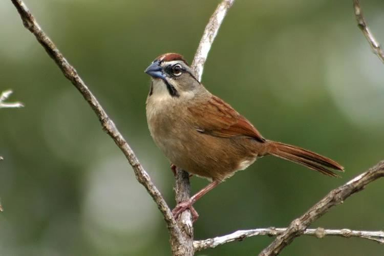 Rusty sparrow Rusty Sparrow Aimophila rufescens videos photos and sound