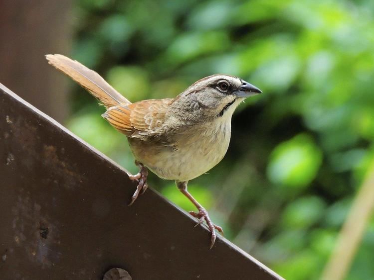 Rusty sparrow BirdsEye Photography Review Photos