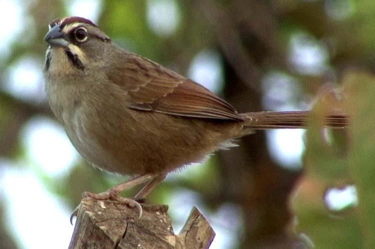 Rusty sparrow Rusty Sparrow Aimophila rufescens videos photos and sound