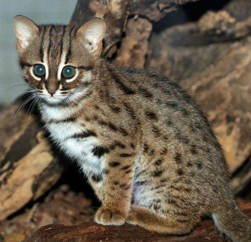 Rusty-spotted cat First RustySpotted Cats in 168 Years at the Berlin Zoo ZooBorns