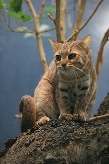Rusty-spotted cat httpsuploadwikimediaorgwikipediacommonsthu