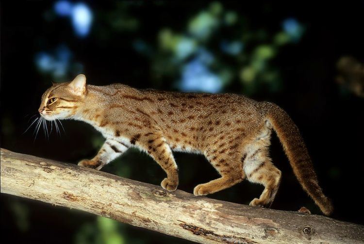 Rusty-spotted cat 1000 images about RustySpotted Cat on Pinterest The head Dark