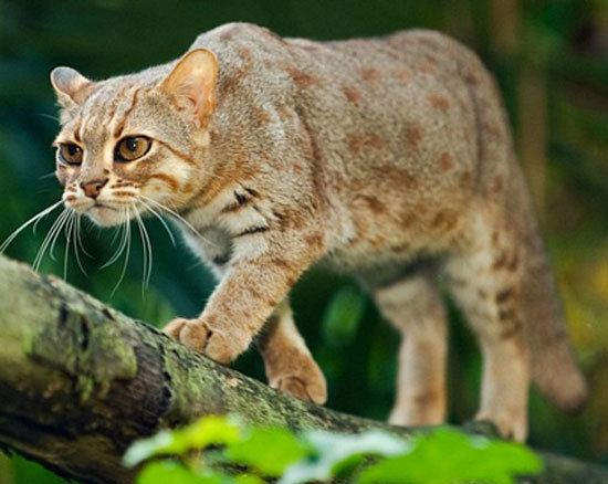 Rusty-spotted cat WILD CATS LYNX RustySpotted Cat