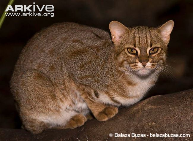 Rusty-spotted cat Rustyspotted cat videos photos and facts Prionailurus