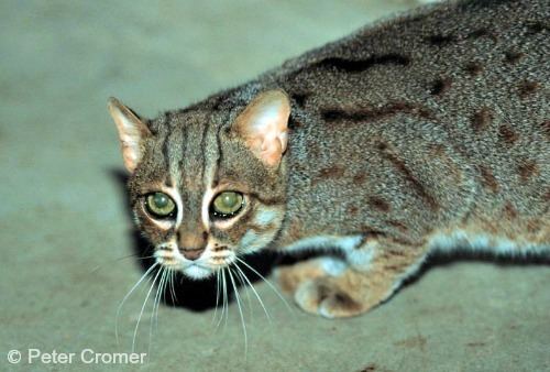 Rusty-spotted cat Rustyspotted Cat International Society for Endangered Cats ISEC