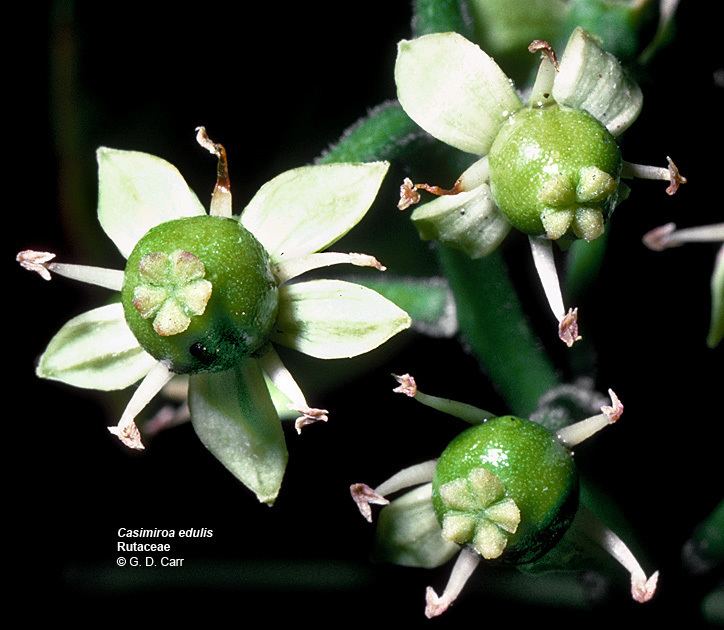 Rutaceae Flowering Plant Families UH Botany