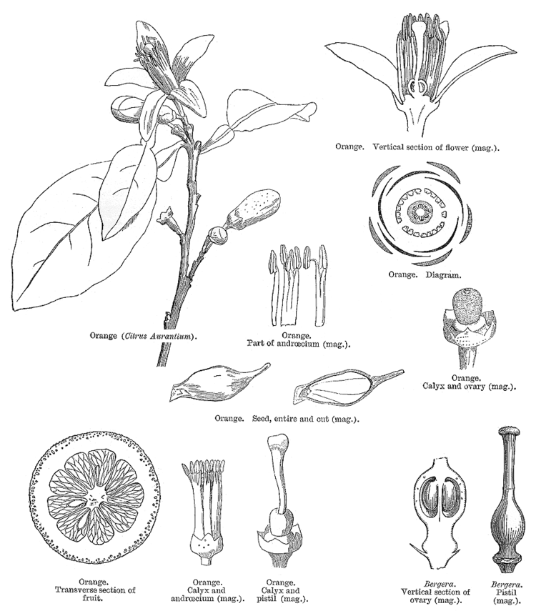 Rutaceae Angiosperm families Rutaceae Juss