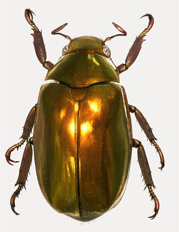 Rutelinae Generic Guide to New World Scarab BeetlesScarabaeidaeRutelinae