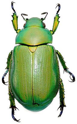 Rutelinae Generic Guide to New World Scarab BeetlesScarabaeidaeRutelinae