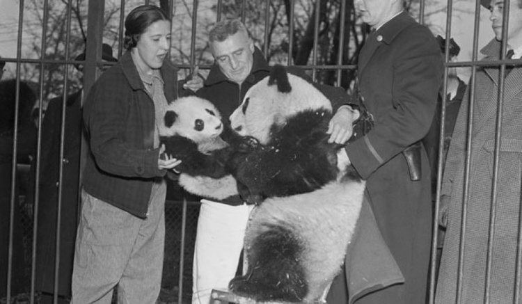 Ruth Harkness Show Notes Ruth Harkness and Giant Pandas Stuff You Missed in