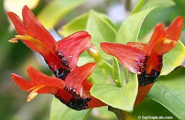 Ruttya fruticosa Ruttya fruticosa Orange Rabbit Ears Orange Bird Hummingbird plant
