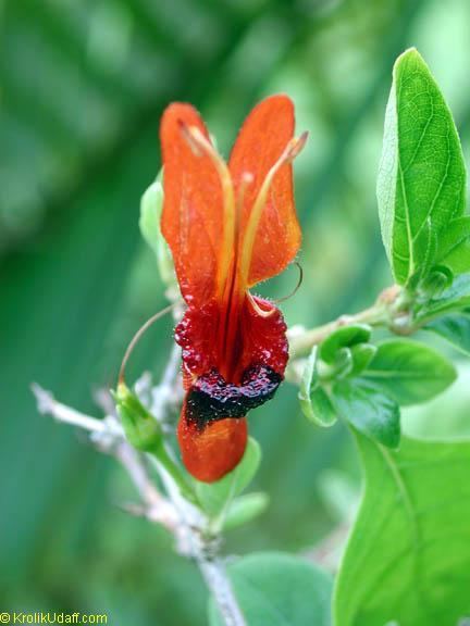 Ruttya fruticosa Ruttya fruticosa Orange Rabbit Ears Orange Bird Hummingbird plant