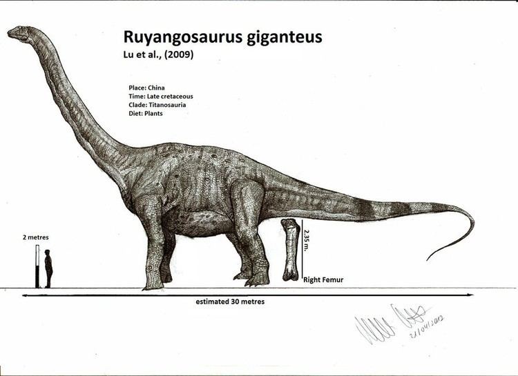 Ruyangosaurus Ruyangosaurus Pictures amp Facts The Dinosaur Database
