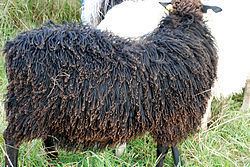Rya (sheep) httpsuploadwikimediaorgwikipediacommonsthu
