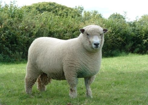 Ryeland Which breed of sheep should I choose Land Country Smallholding