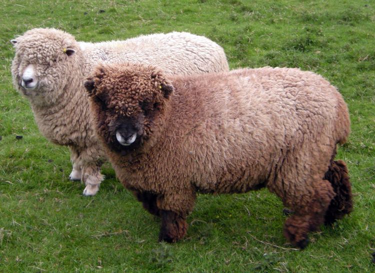 Ryeland Hunland White Ryleland and Yorvik Coloured Ryeland Pedigree Sheep